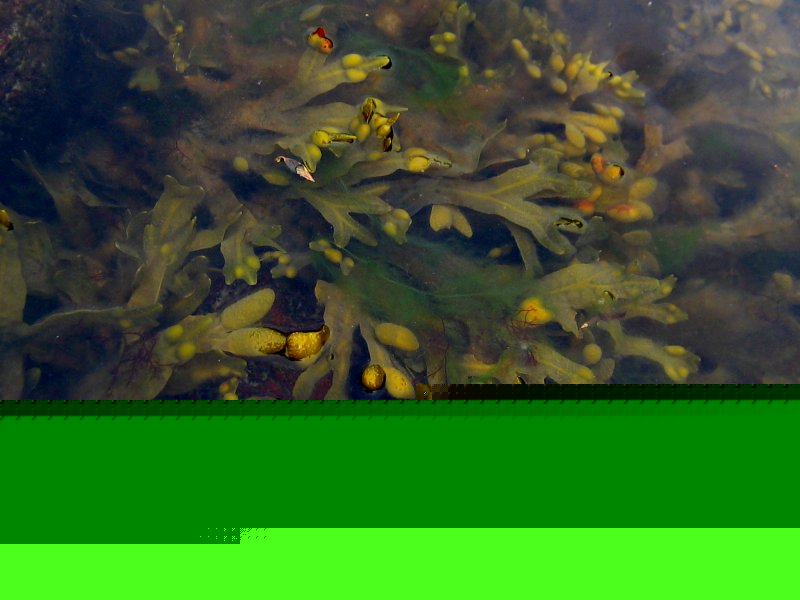 Picture of <i>Fucus</i>