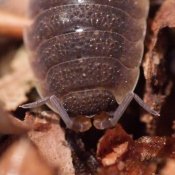 Pictue of a woodlouse